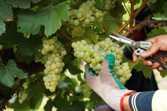 Great Value Wines: 8 Margaret River Chardonnay for under $40