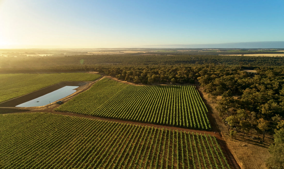 Vineyard of The Year awards finalist
