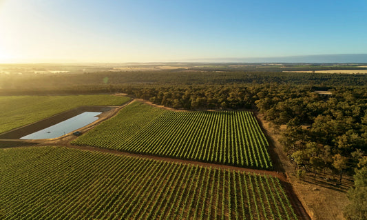 Vineyard of The Year awards finalist