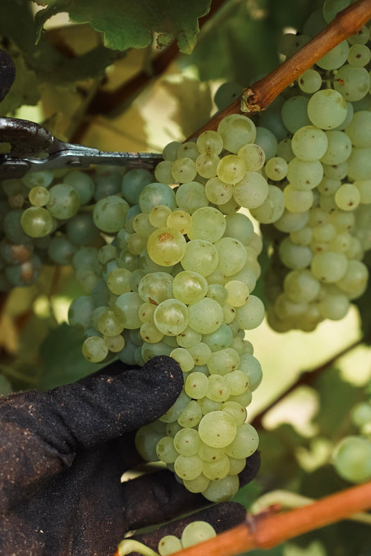 Vintage 2026 begins with exceptional fruit