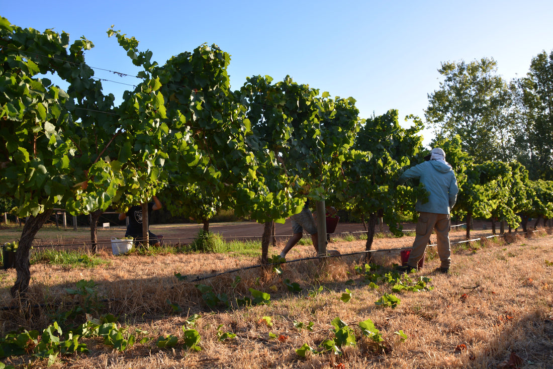 2023 Harvest Report