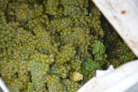 Australia: The Finest Chardonnay, Shore to Shore