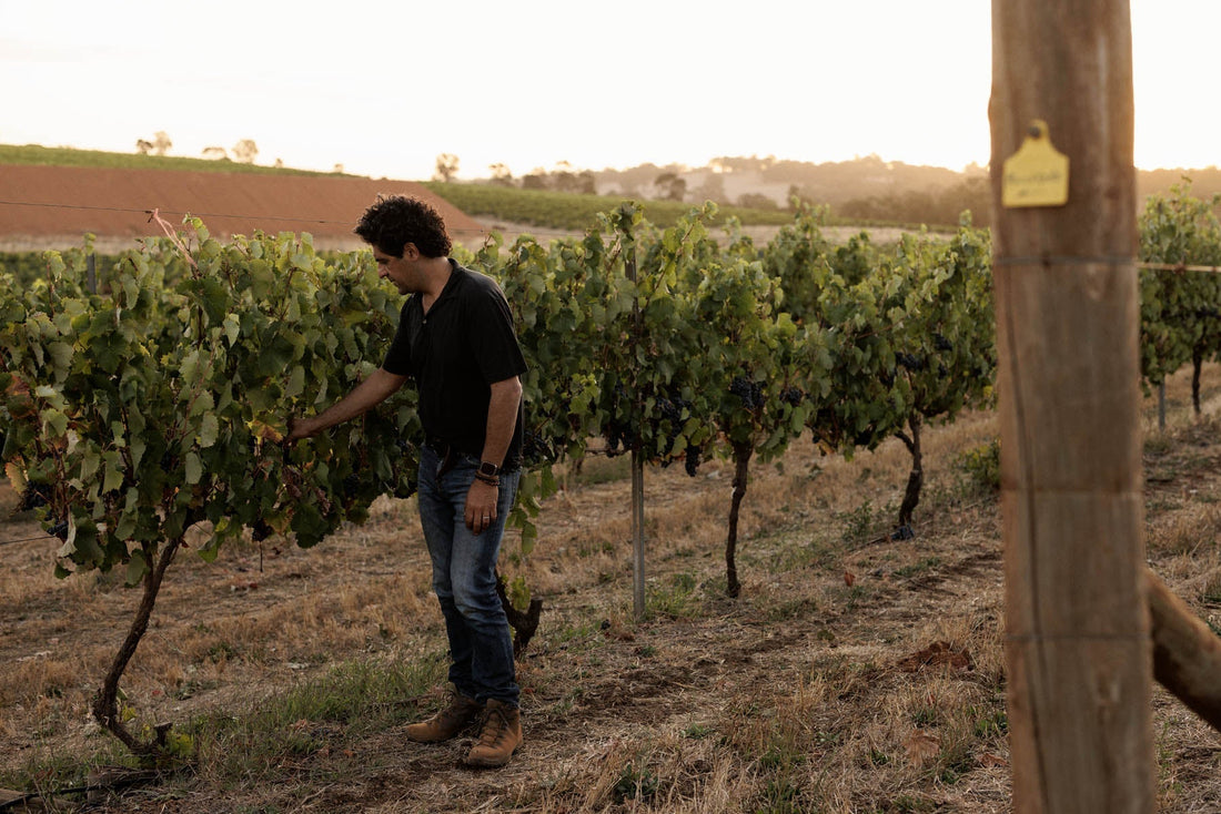 Antonio Gallani Vinous - Angus Hughson