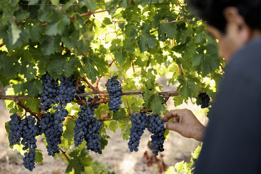 A celebration of Australian Cabernet by Jancis Robinson