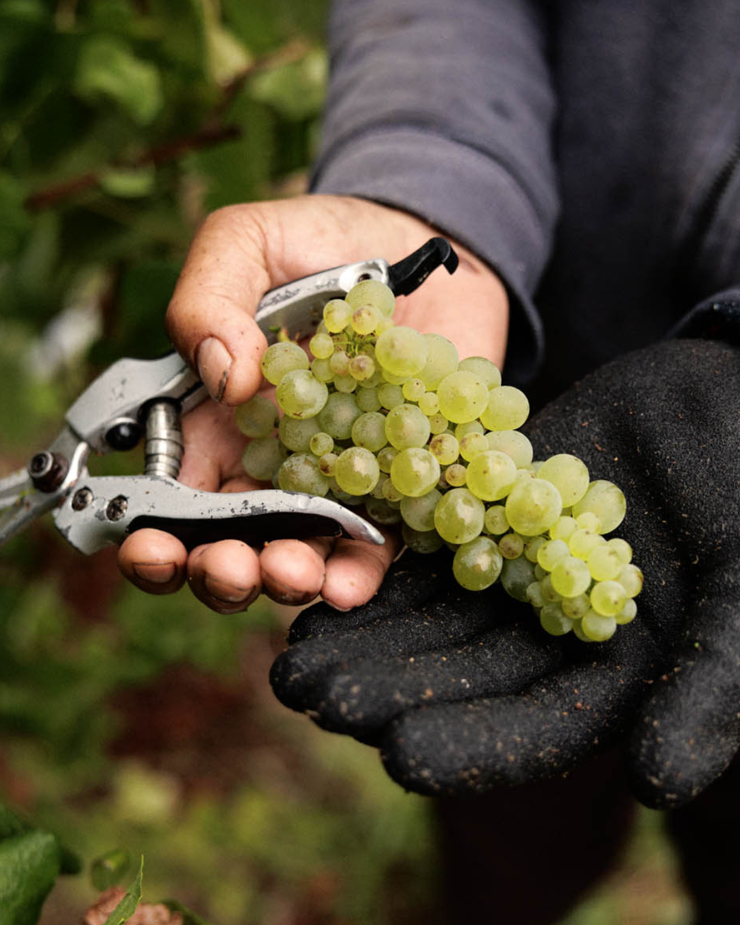 Cherubino's Chardonnays Featured in The World of Fine Wine