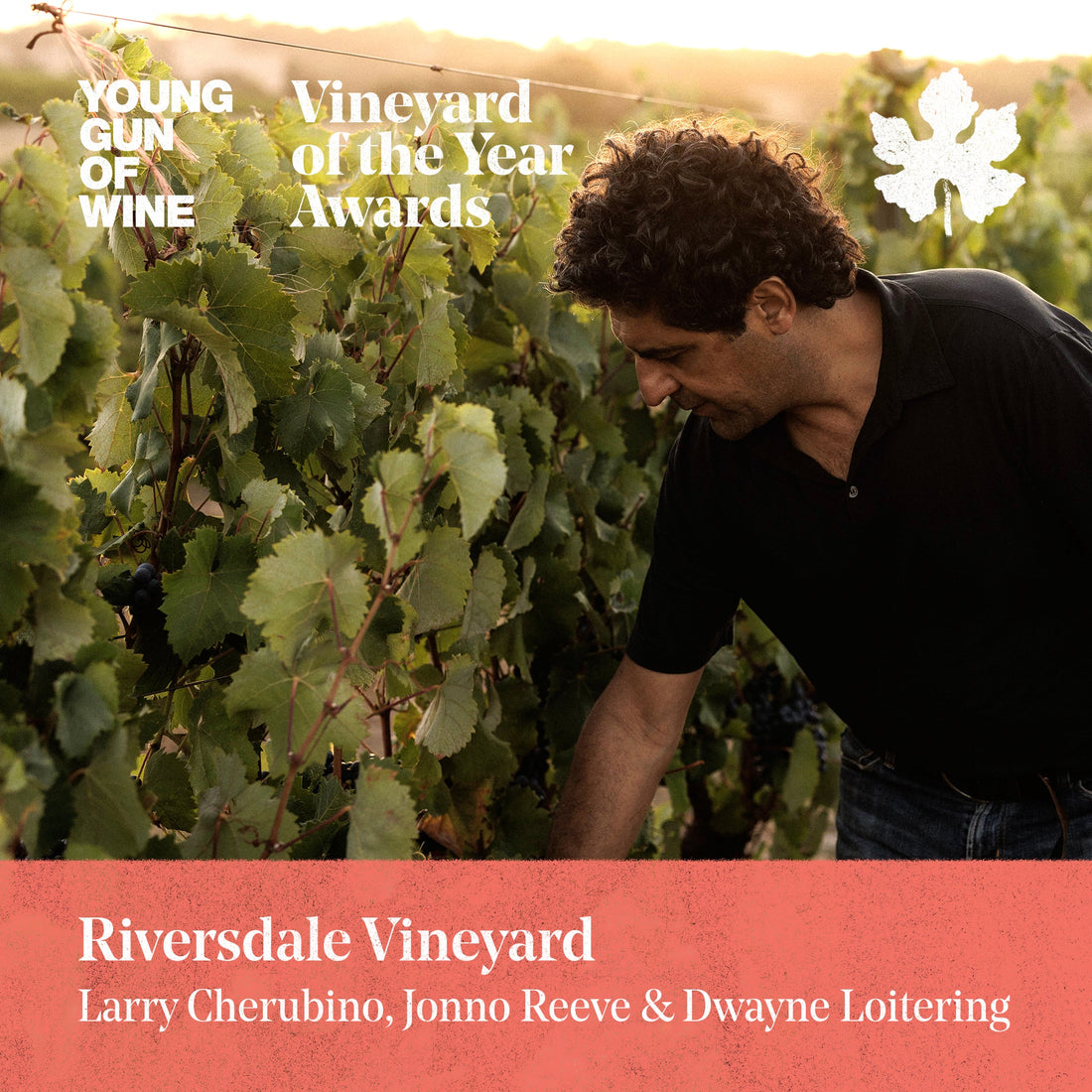 Vineyard of The Year awards finalist
