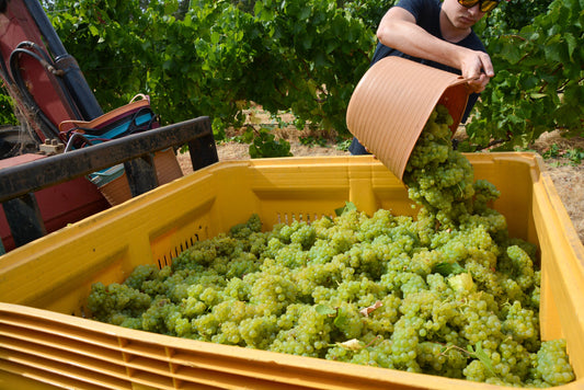 The Evolution of Australian Chardonnay - Club Oenologique