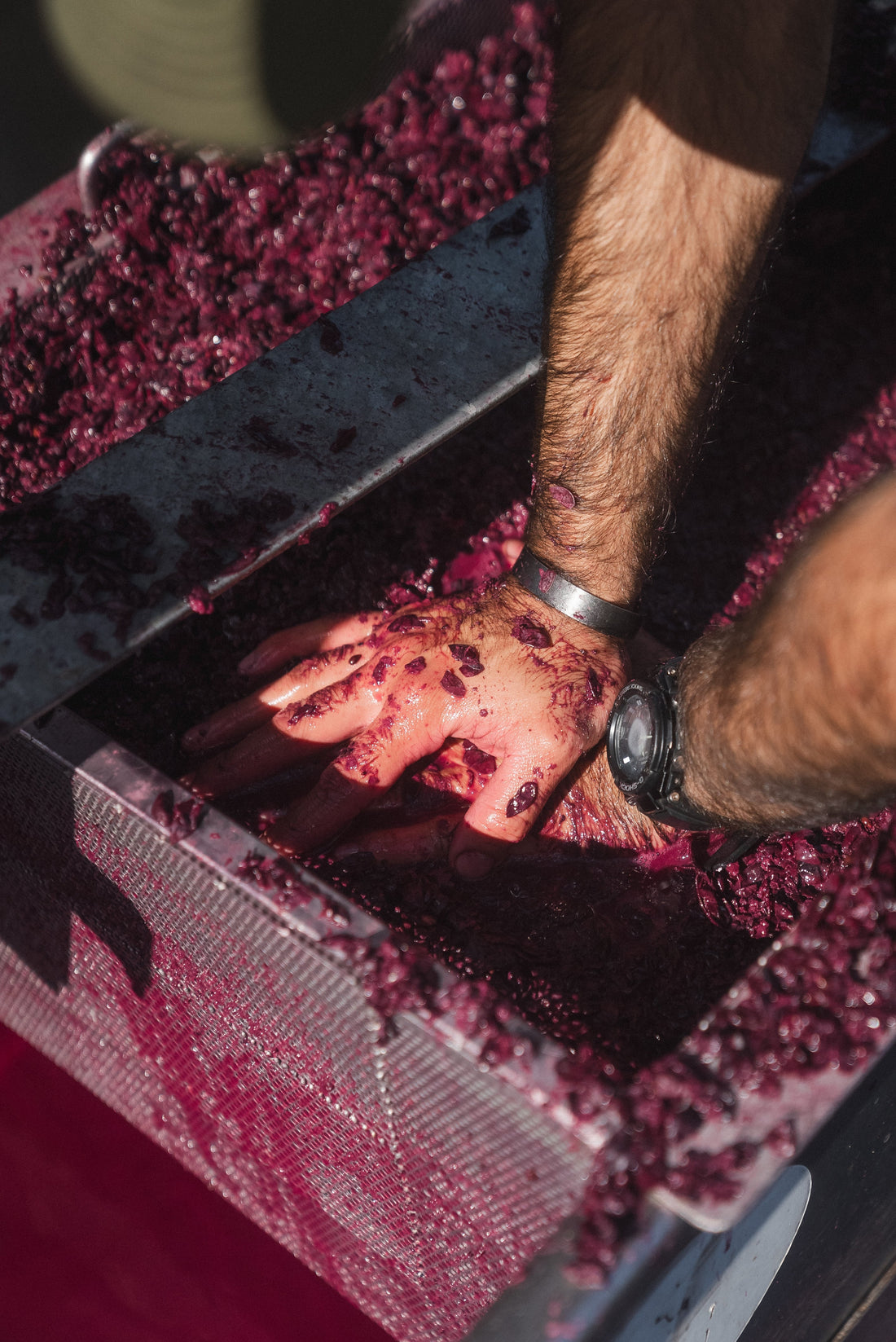 Deep Dive: Australia’s Best Nebbiolo - Young Gun of Wine