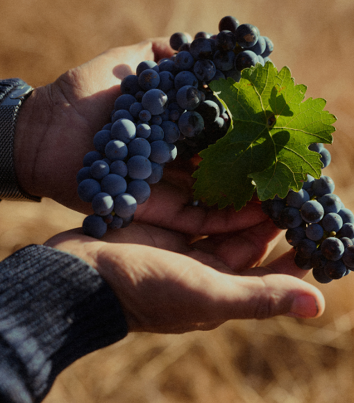 About Cherubino Partners