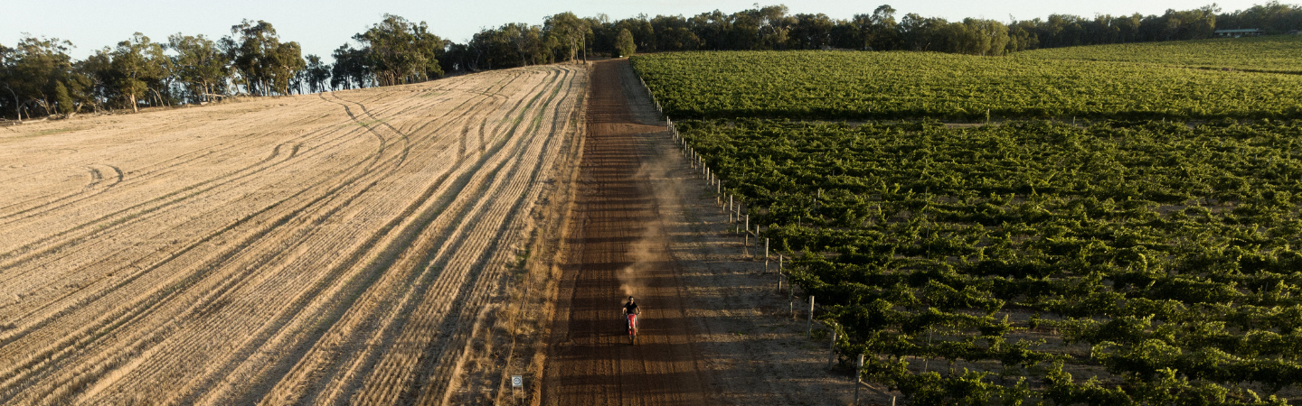 Cherubino's Frankland River Vineyard