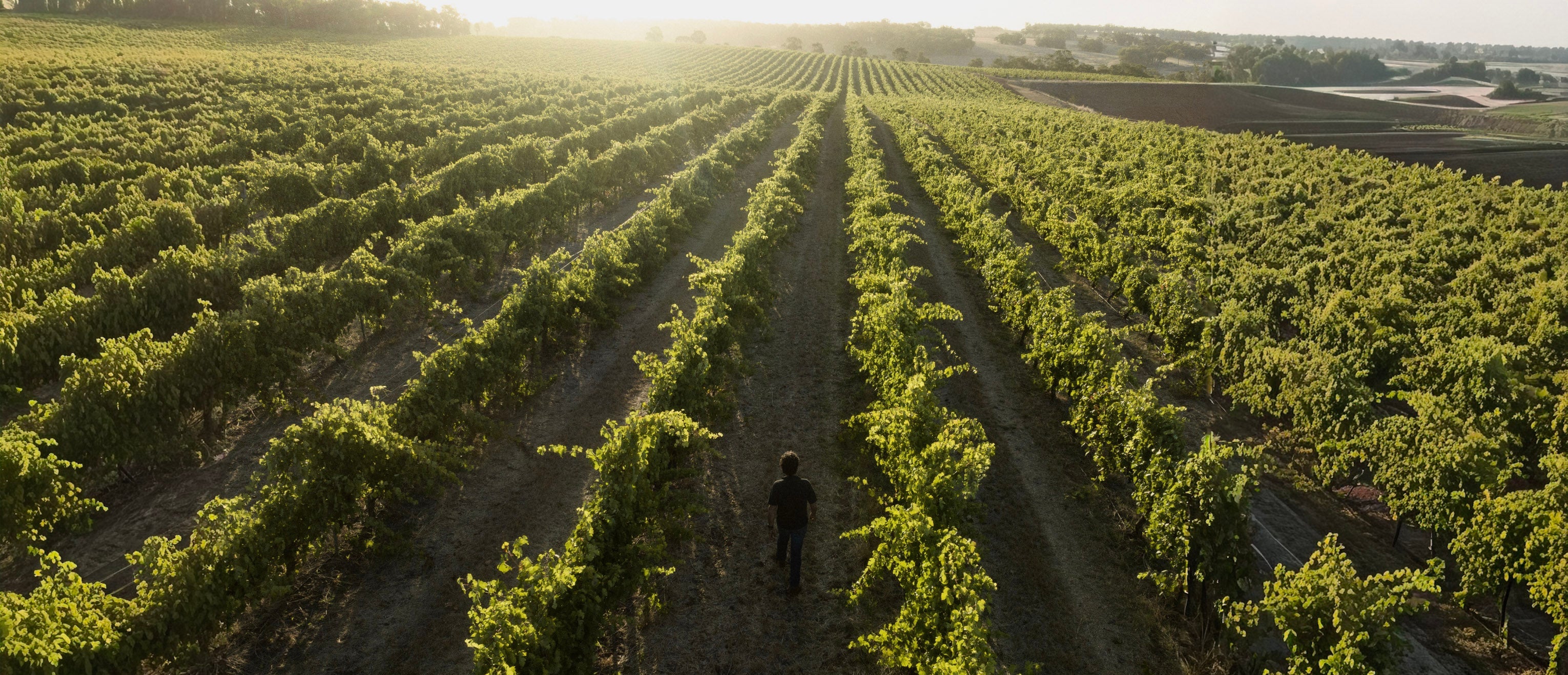 Larry Cherubino Frankland River Vineyard