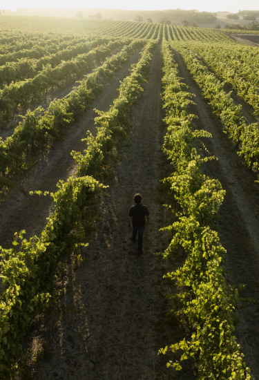 Larry Cherubino Frankland River Vineyard