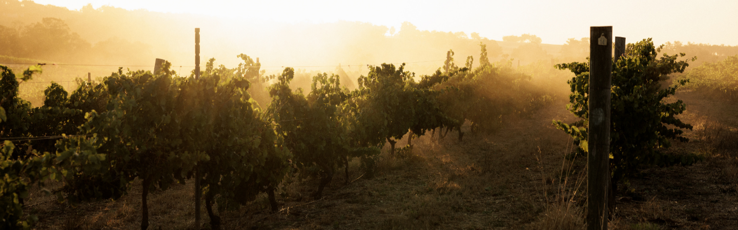 Sunset over a vineyard with grapevines and mist