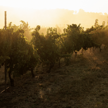 Vineyard at sunset with silhouetted trees and a warm glow.