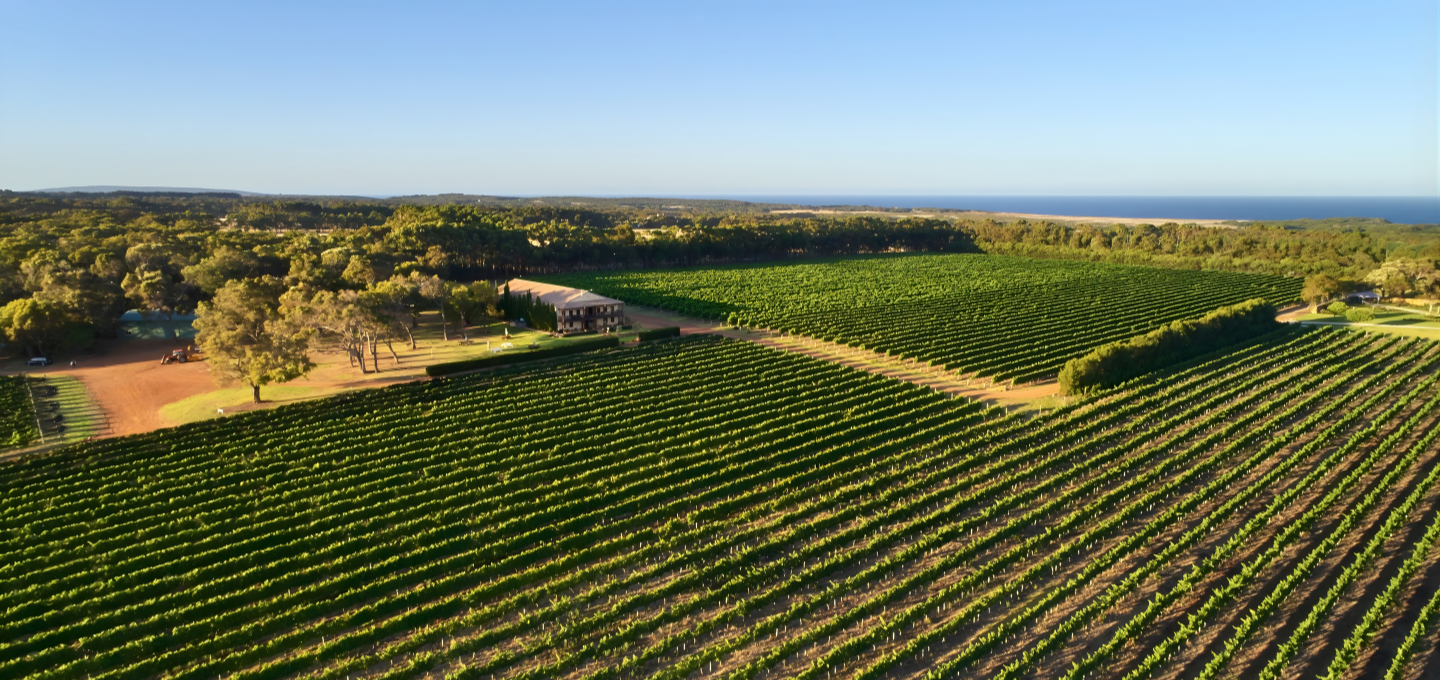 Aerial view of a vineyard with rows of grapevines and a clear blue sky.