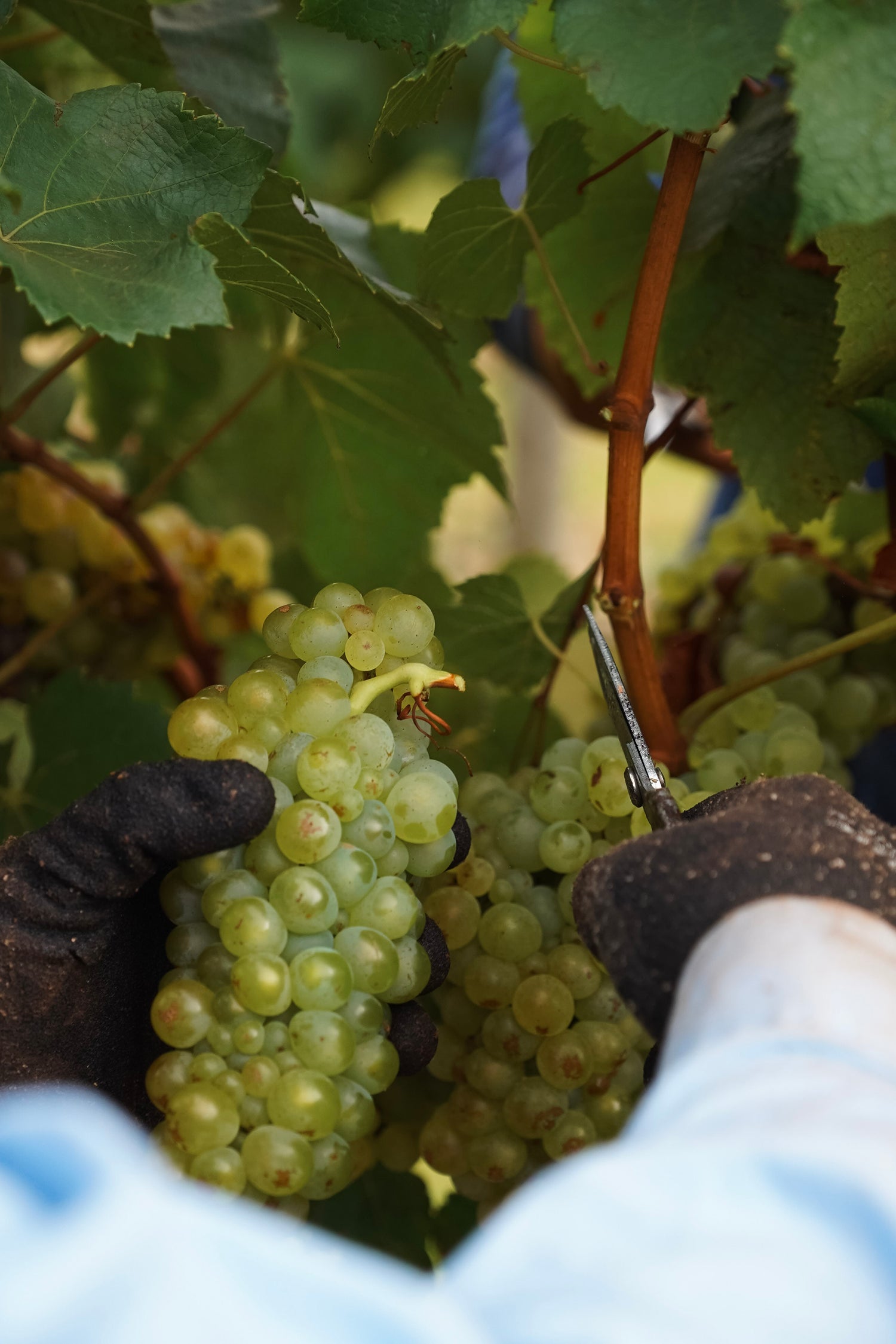 Person harvesting Gingin Chardonnay Grapes in Margaret River