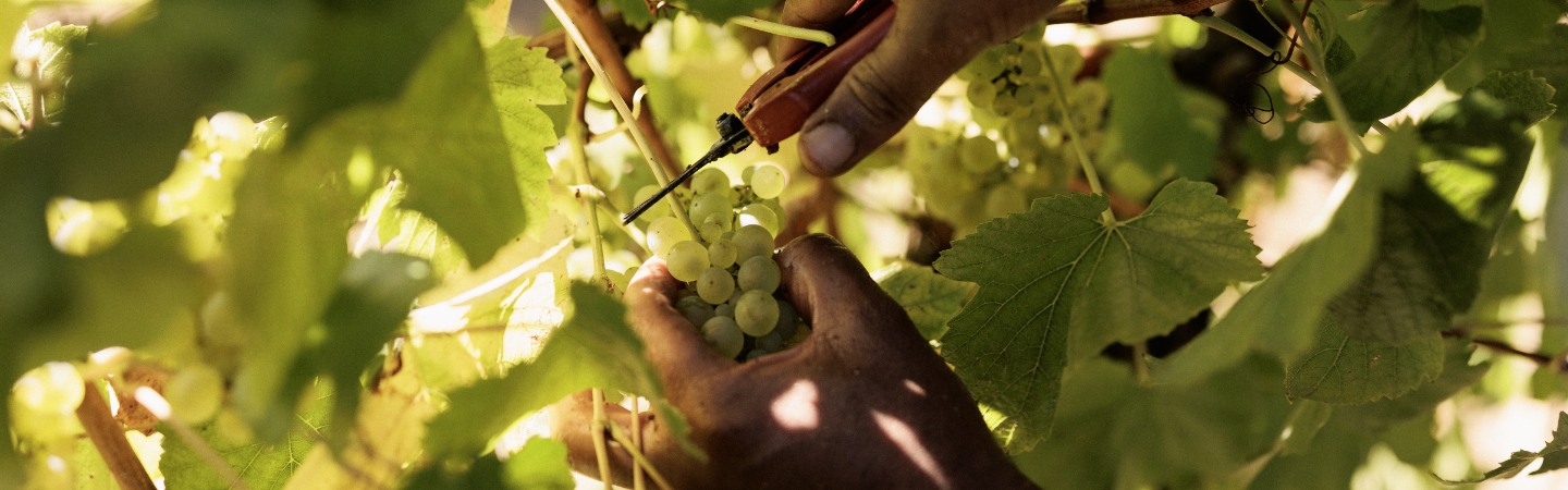 Close-up of hands harvesting grapes from a vine