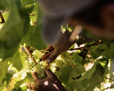 Person picking grapes from a vine