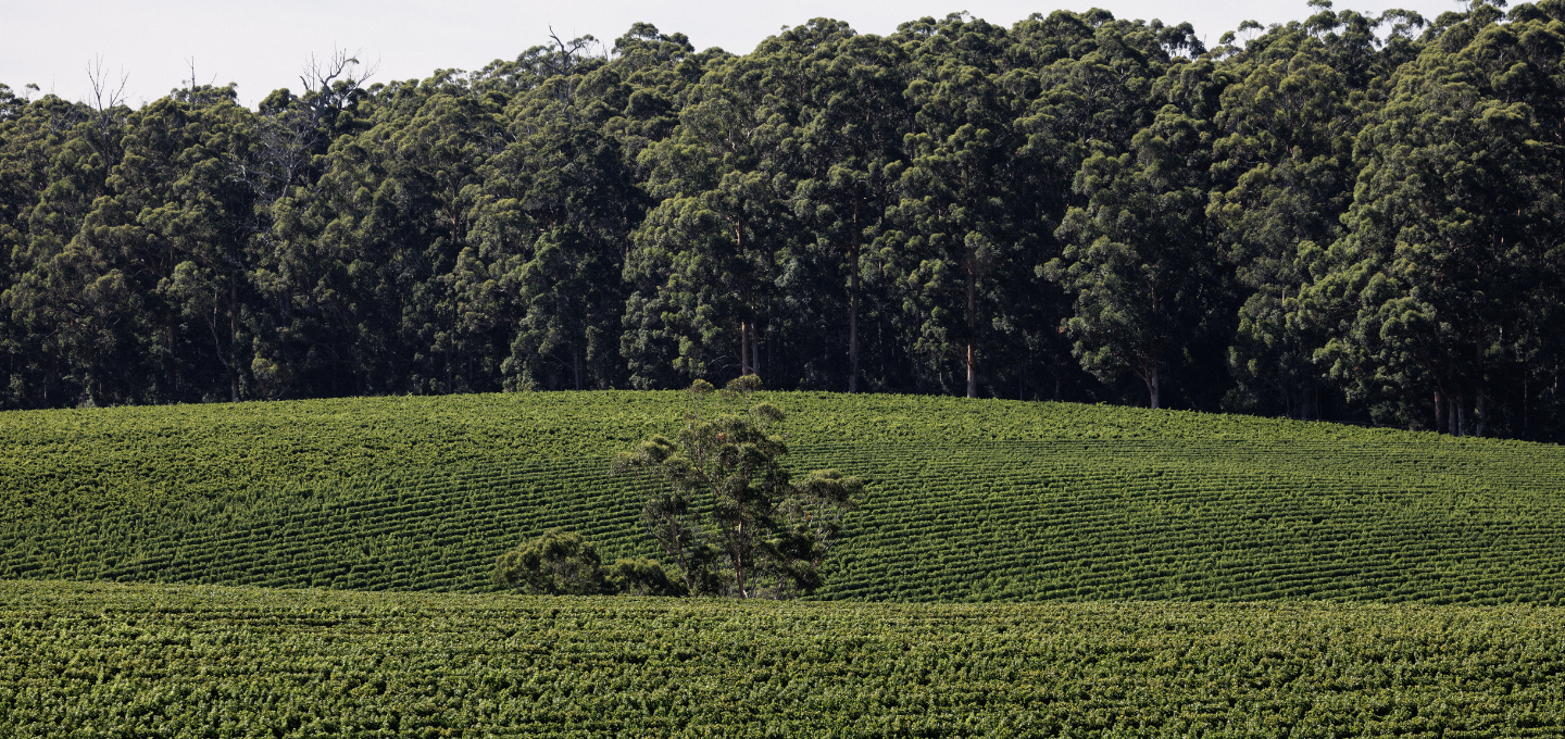 Green ondulating grapevine rows 