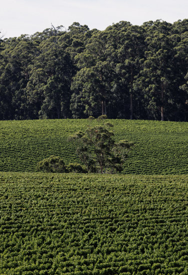 Green Ondulating grapevine rows