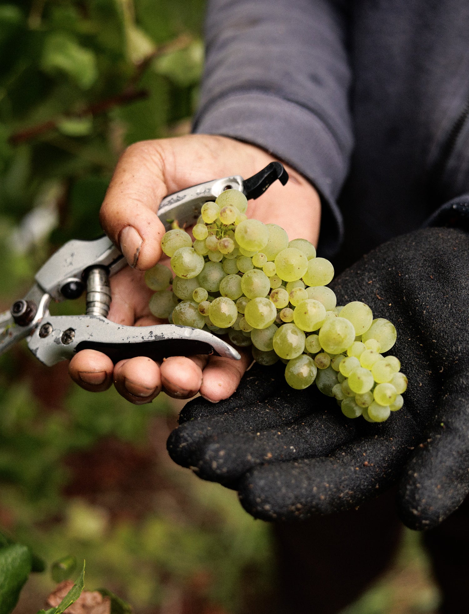 Hand holding green grapes with a pruner, wearing black gloves, against a blurred natural background.