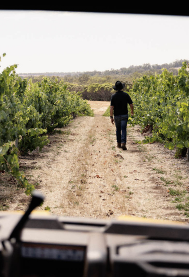 Larry Cherubino walking between rows of grapevines in a vineyard