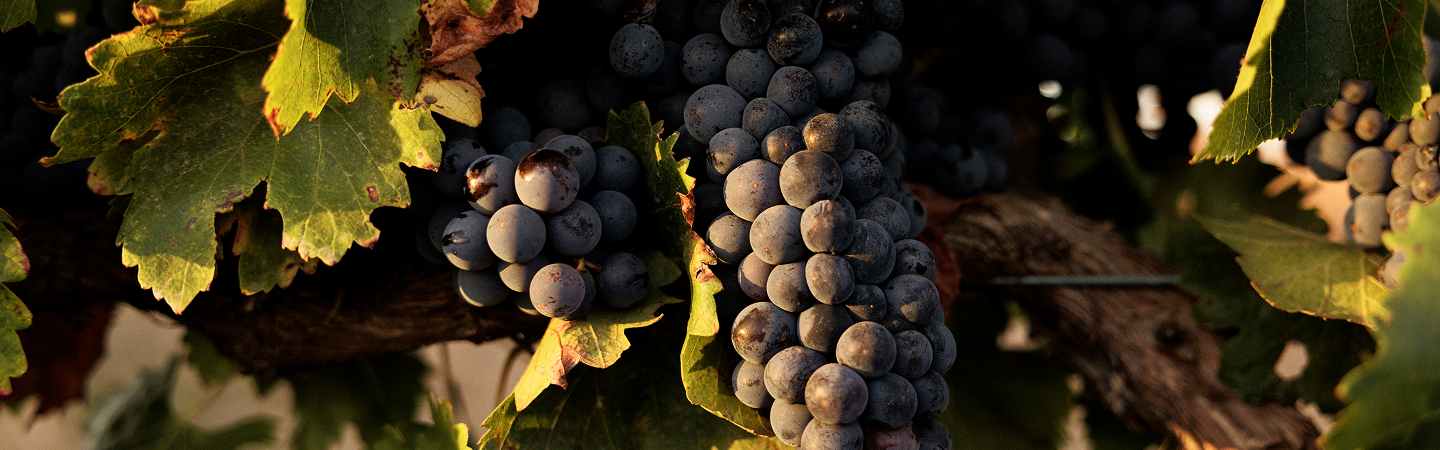 Ripe wine grapes on the vine at Cherubino Wines vineyard