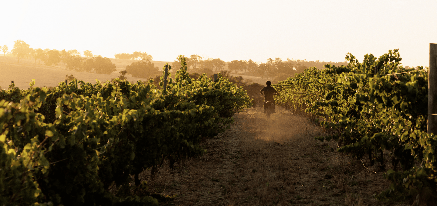 Winemaker riding a motorbike through vineyard rows at Cherubino Wines, Frankland River