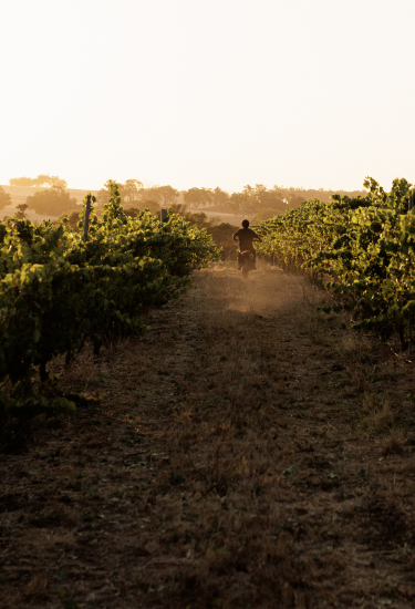 Winemaker riding a motorbike through vineyard rows at Cherubino Wines, Frankland River