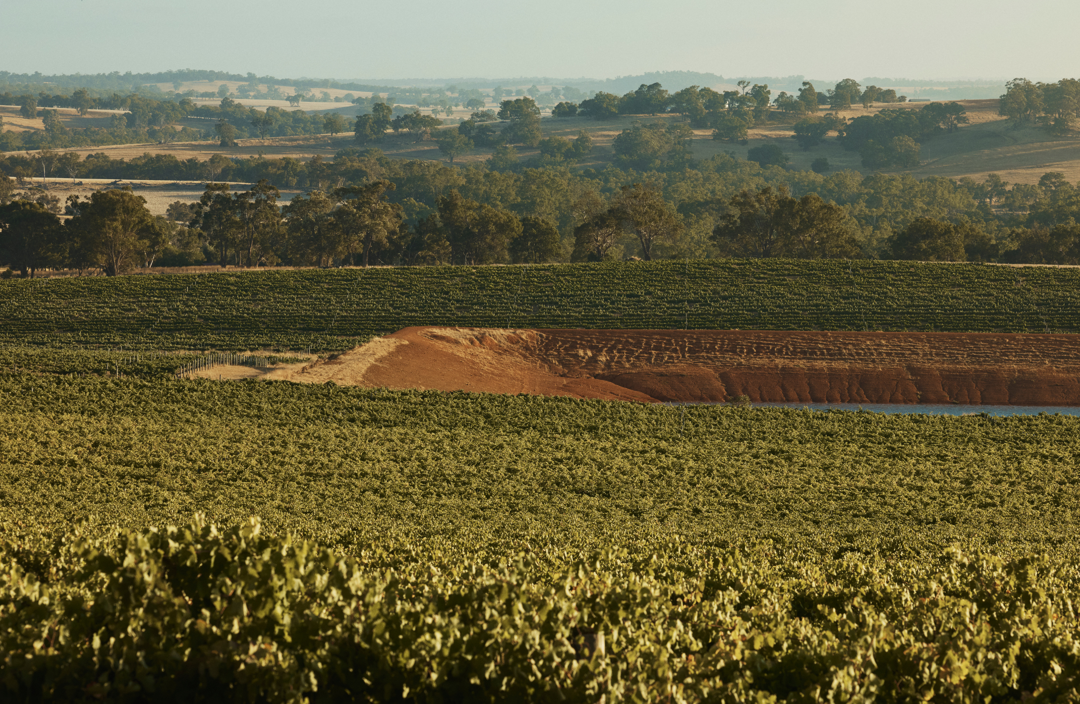 Cherubino Frankland River Vineyard with rows of grapevines and a clear sky