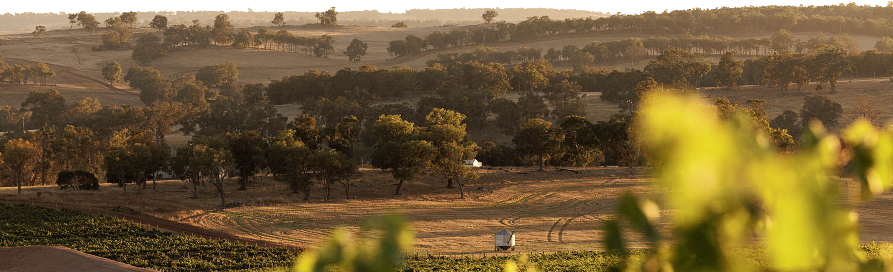 Scenic view of a Frankland River vineyard with trees and open fields during sunset.