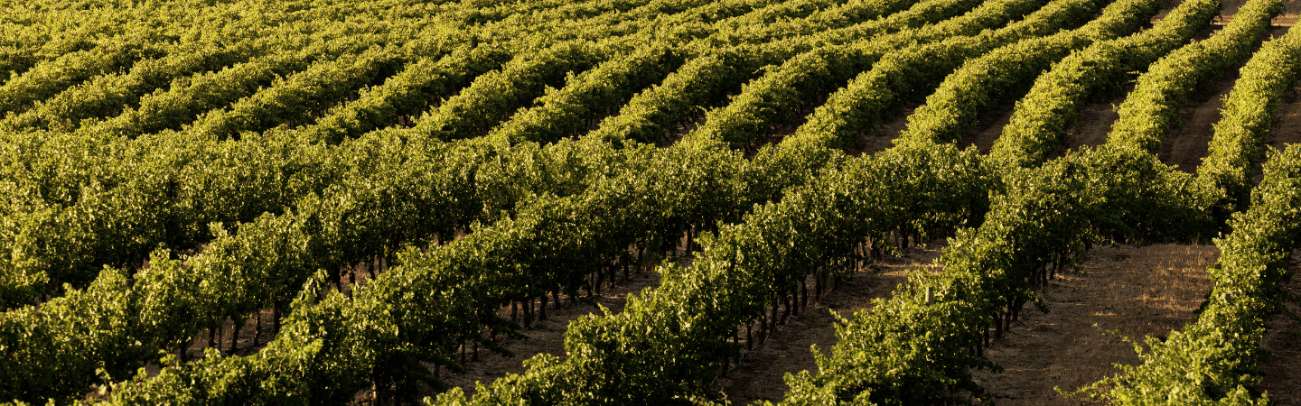 Vineyard with rows of green grapevines