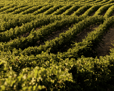 Vineyard with rows of green grapevines