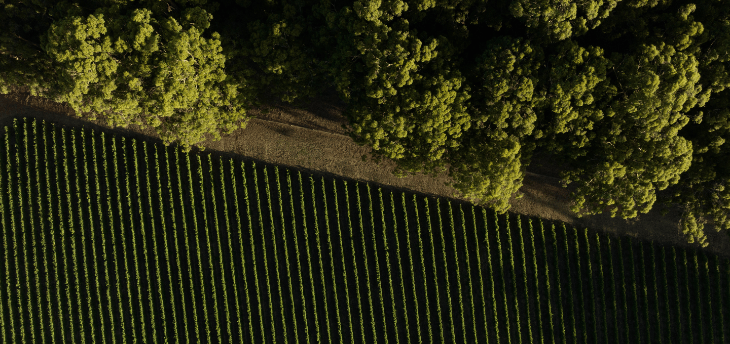 Aerial view of vineyard rows with trees in the background
