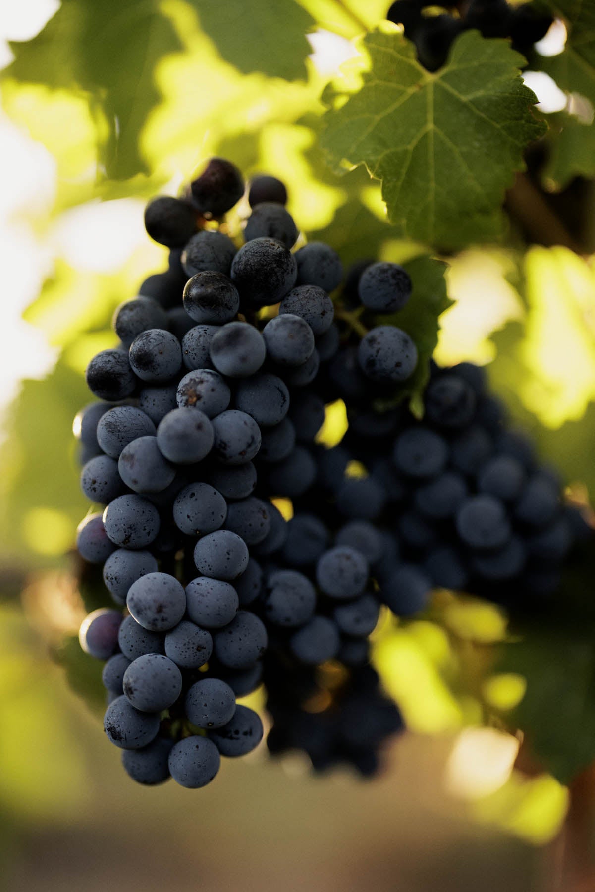 Bunch of dark grapes hanging from a vine with green leaves.