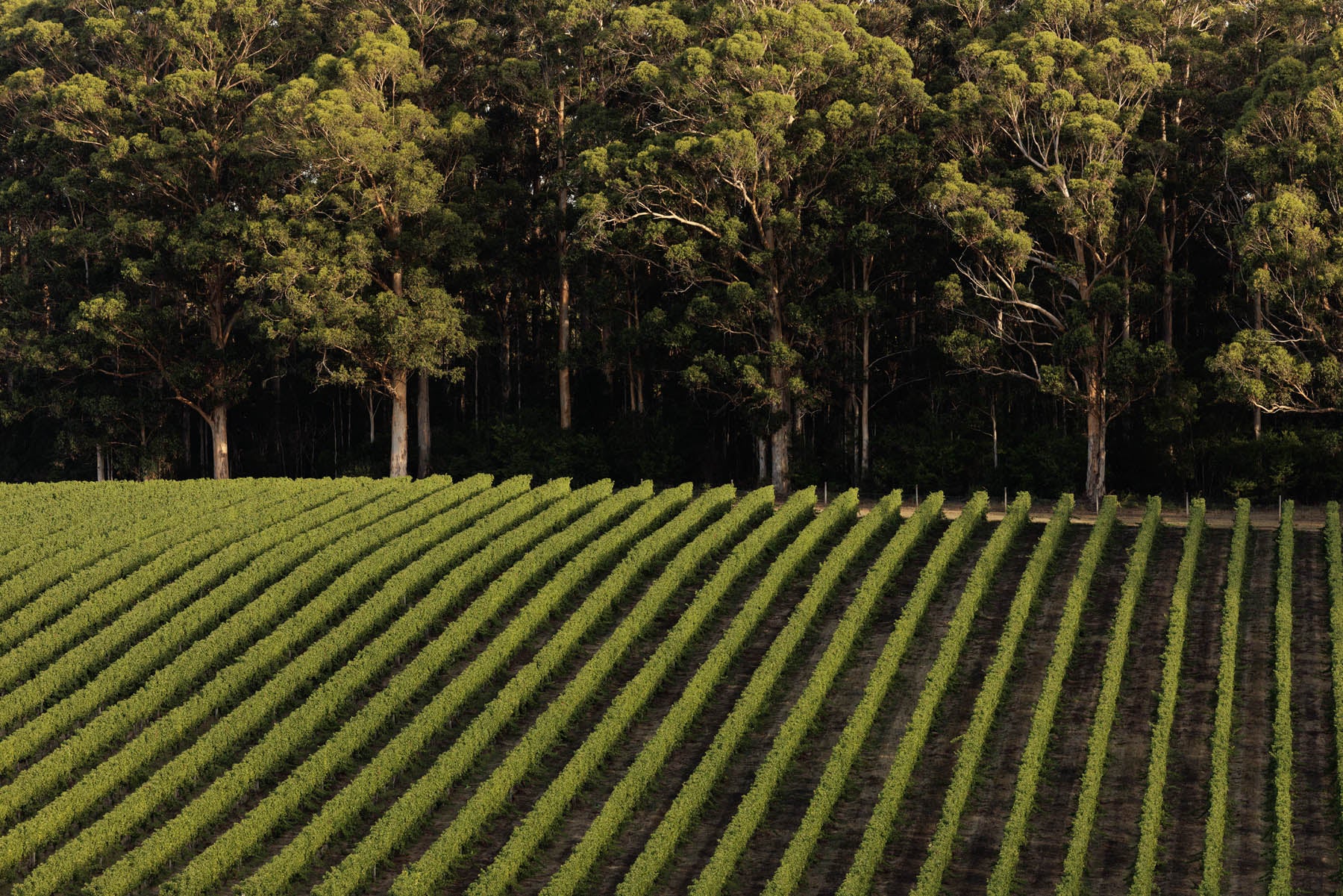 Cherubino Pemberton Channybearup Vineyard