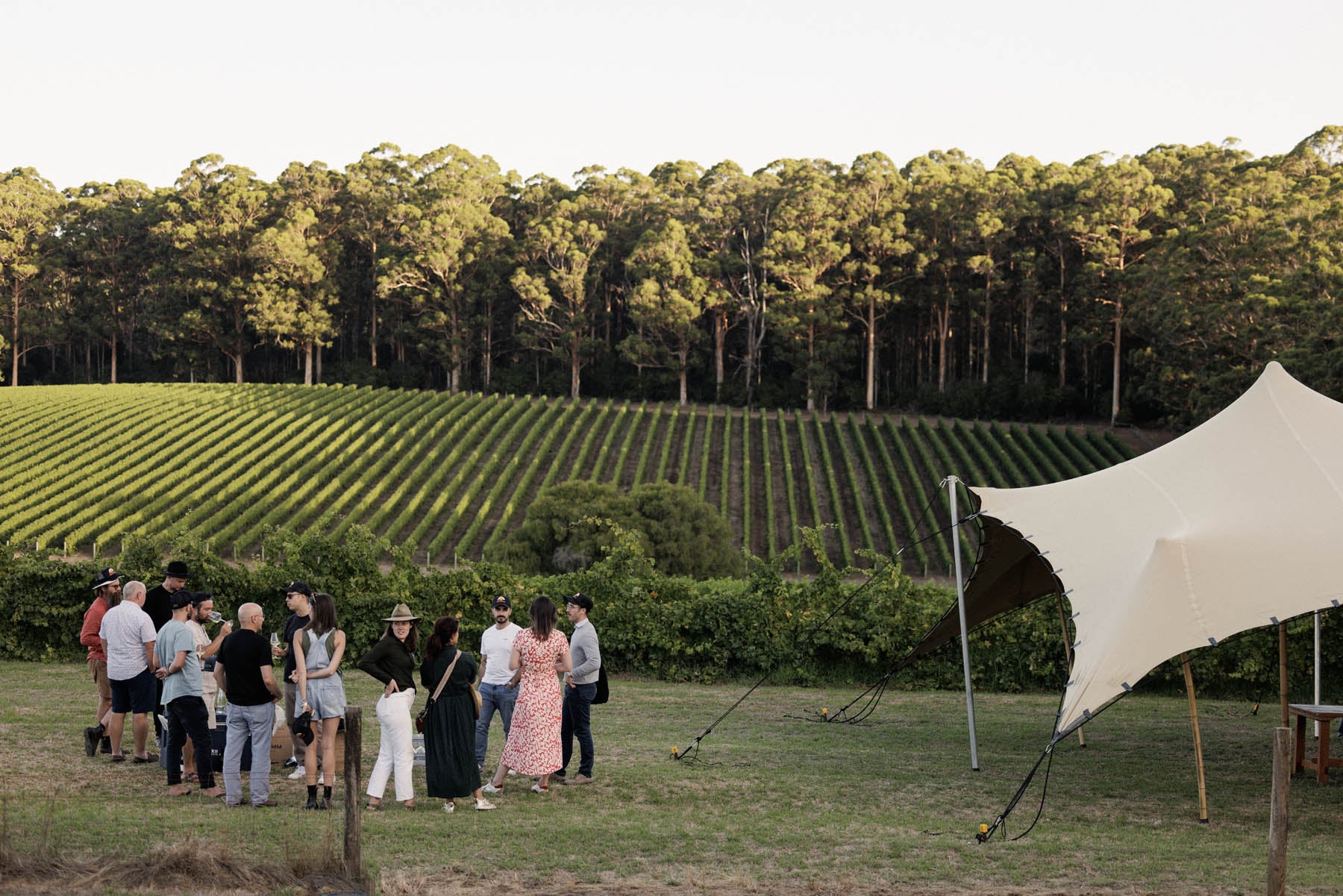 Group of people standing in a vineyard with a canopy tent in the foreground. Cherubino Wines Events