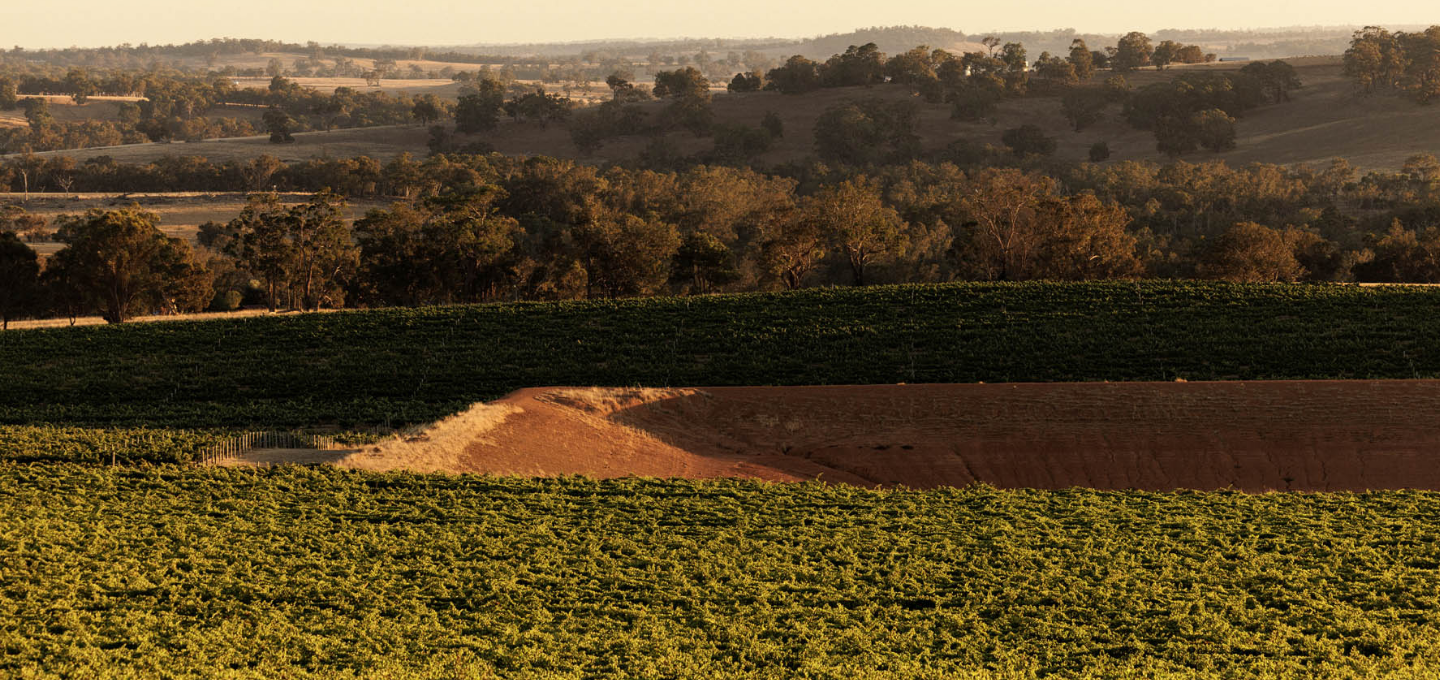 Wine grape vineyard with rolling hills and trees in the background