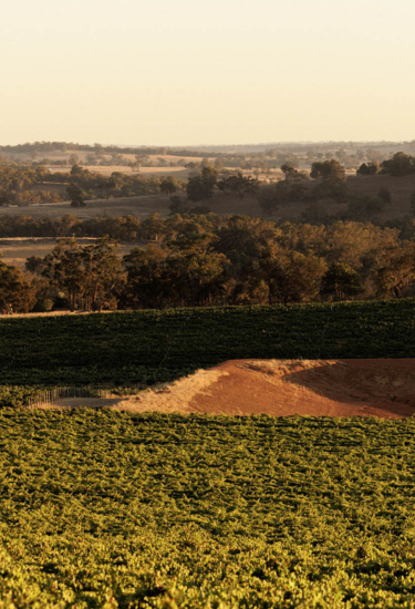 Vineyard with rows of grapevines and trees in the background