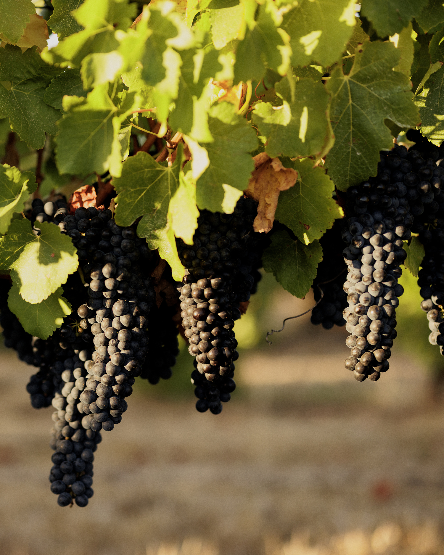 Close-up of dark grapes hanging from a vine with green leaves.