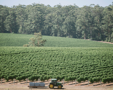Cherubino Wines Pemberton Vineyard