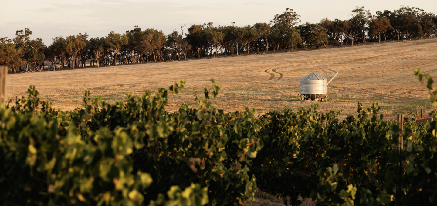 Frankland River Vineyard Cherubino Wines 
