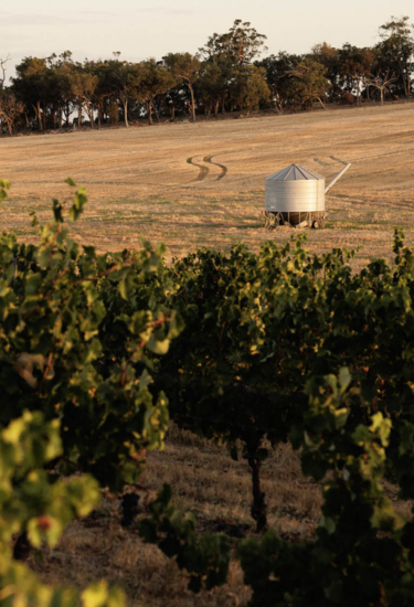Frankland River vineyard Cherubino Wines