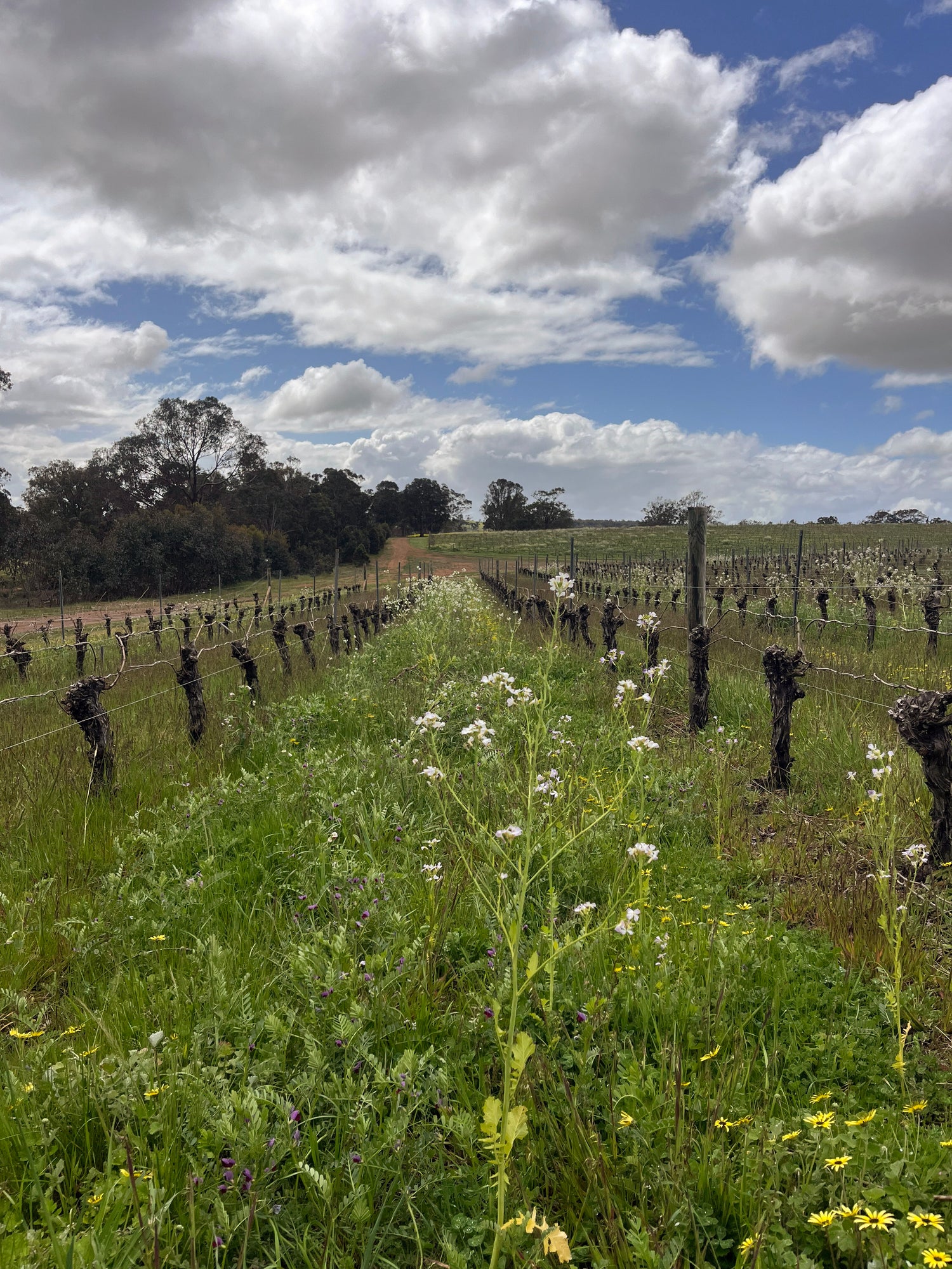 Sustainable Practices Cherubino Vineyards