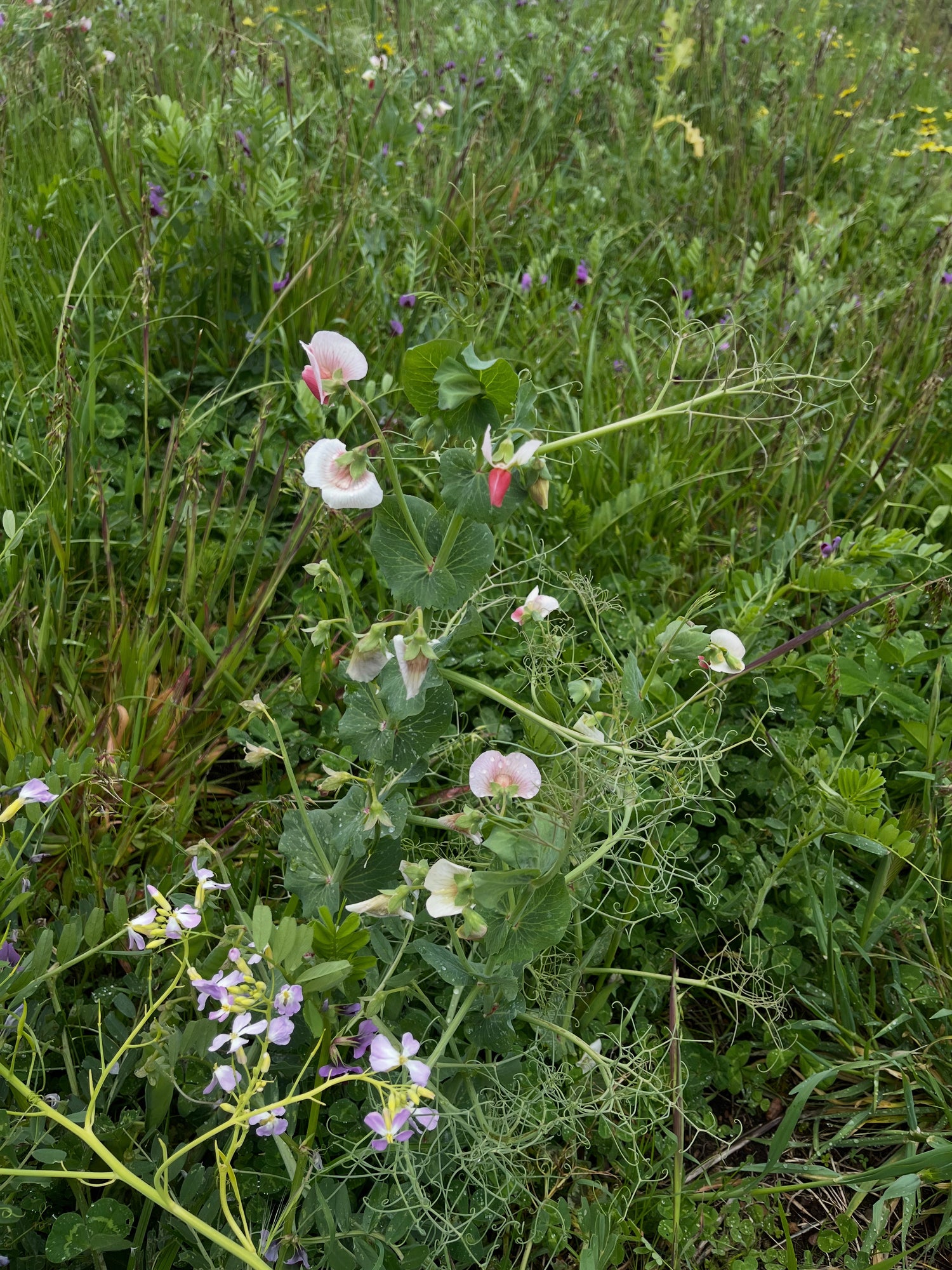 Sustainable Practices Cherubino Vineyards
