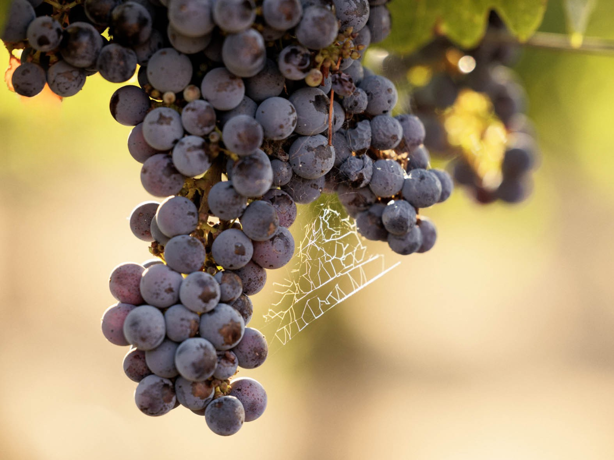 Close-up of purple grapes with a spider web in the background