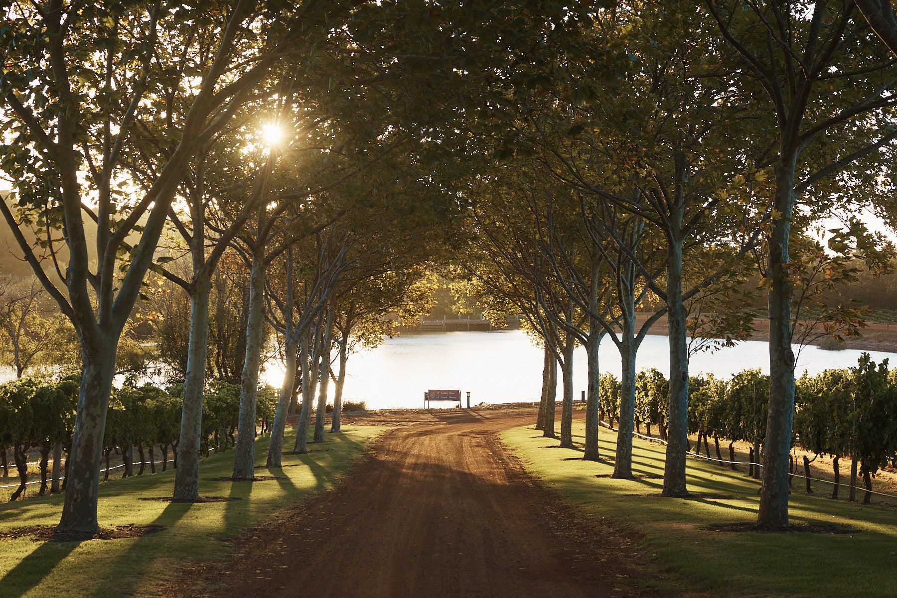 Cherubino Caves Road Vineyard Margaret River