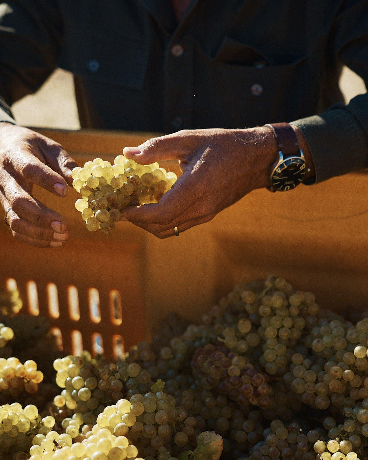 Larry Cherubino holding a bunch of white grapes with a basket of grapes in the background