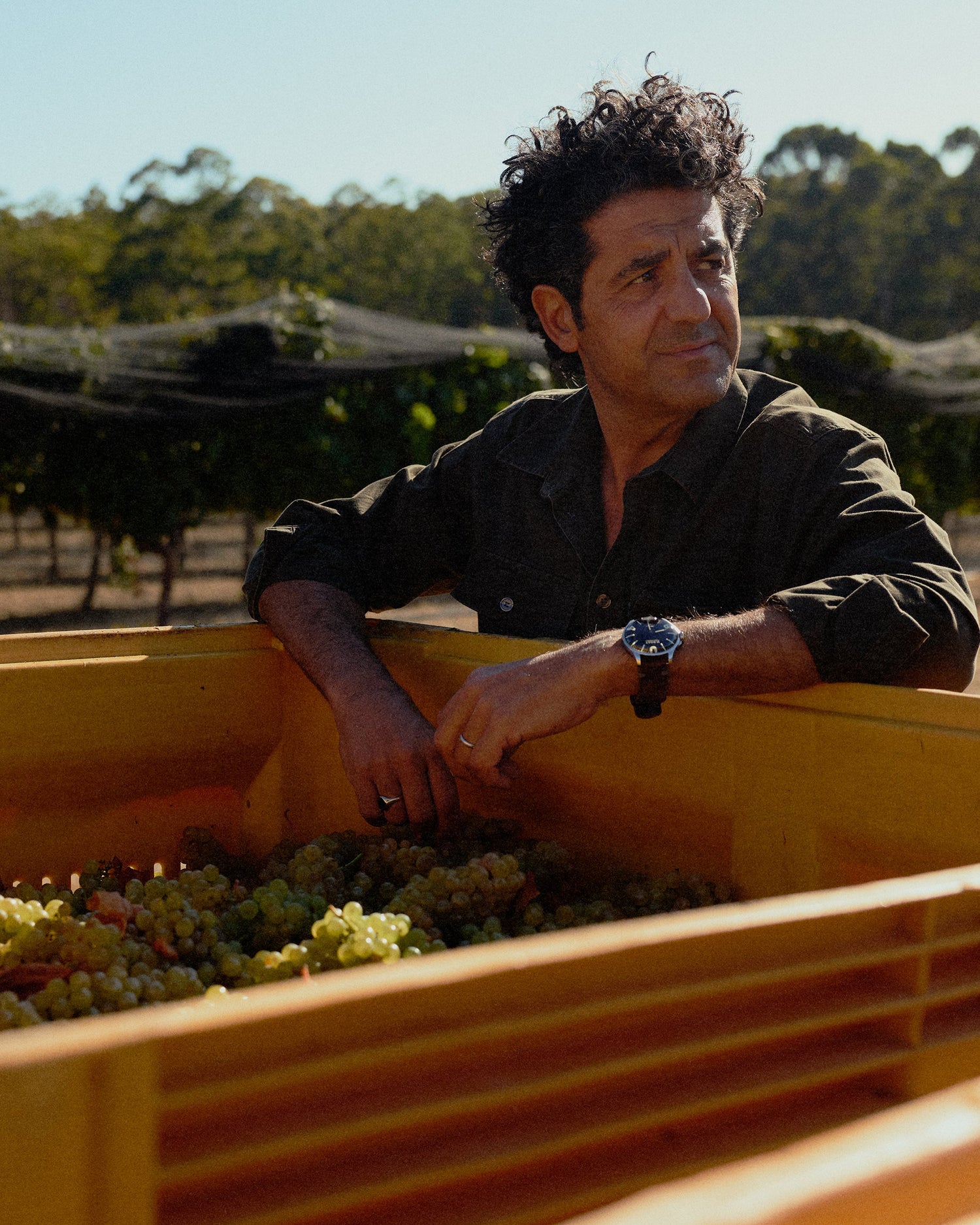 Larry Cherubino leaning on a truck filled with harvested grapes in a vineyard.