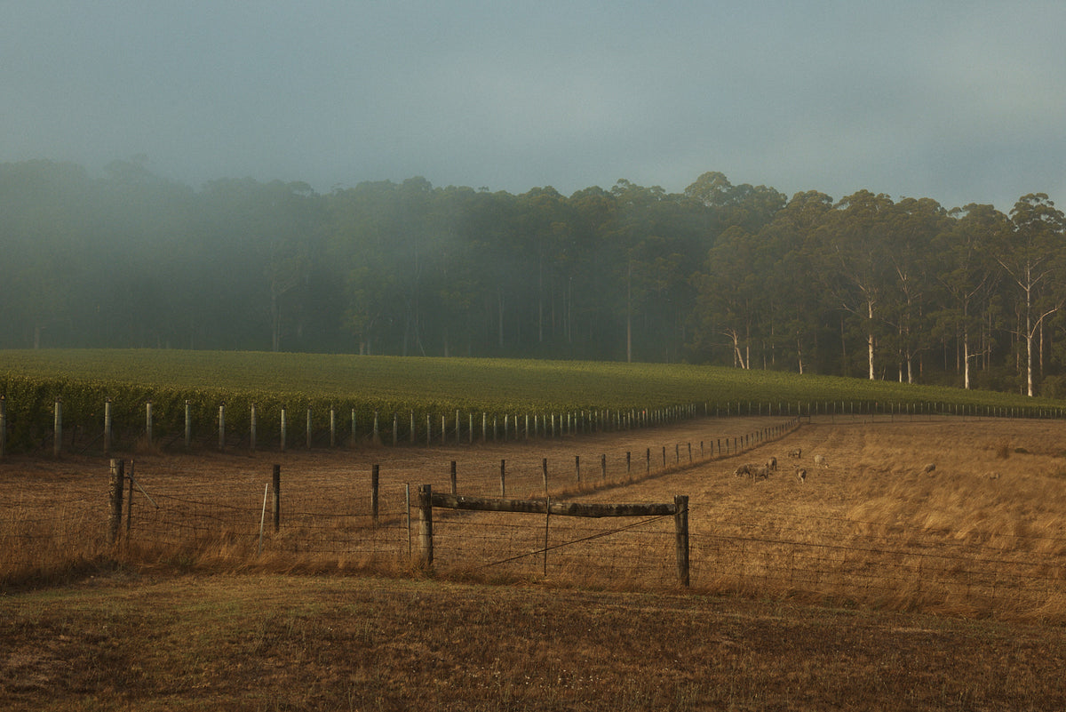 Wine grapevines in a field with a misty forest in the background Cherubino Wines